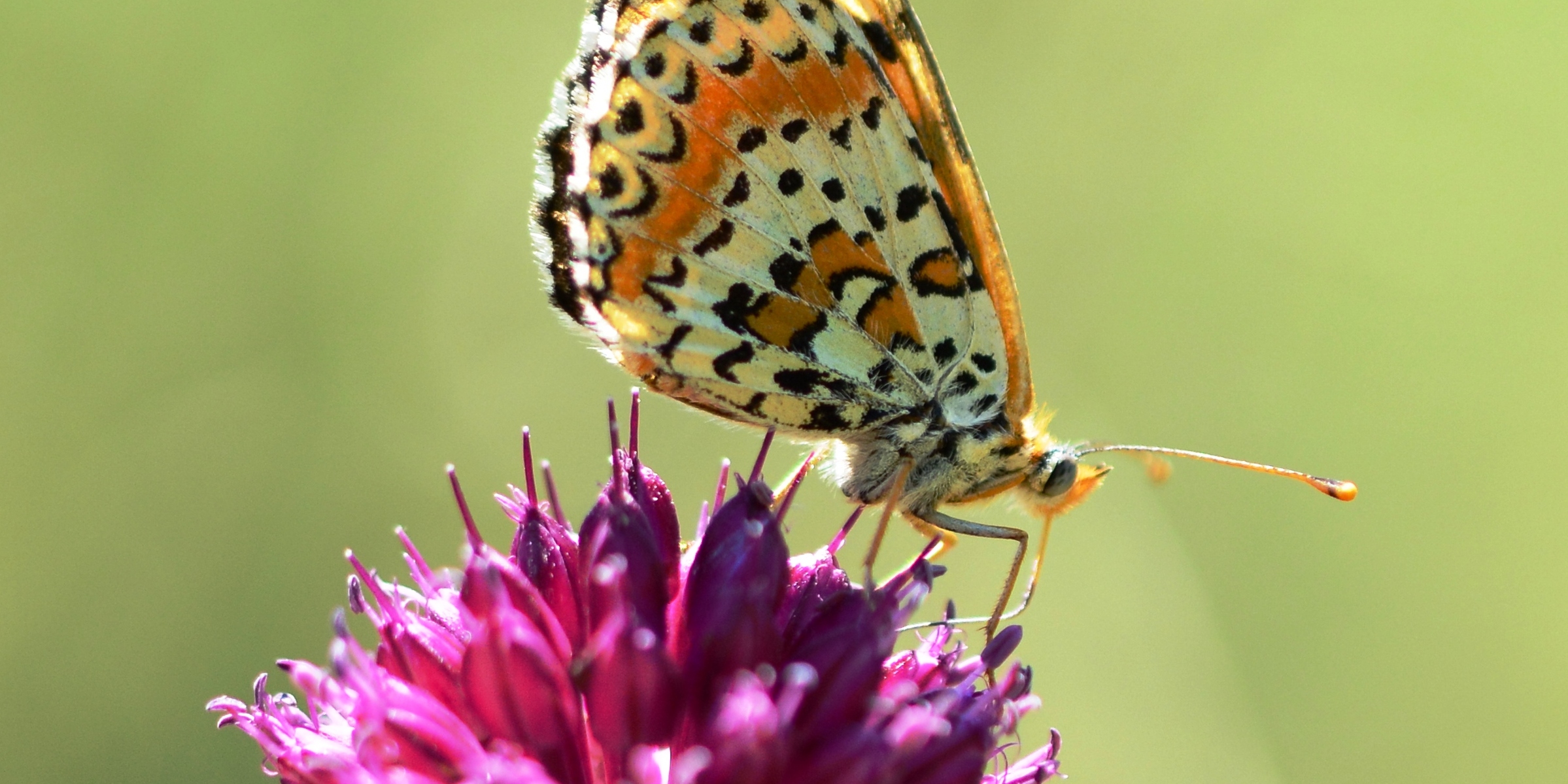 Mélitée orangée